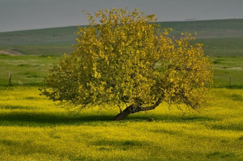 God Nurtures the Tender Shoot