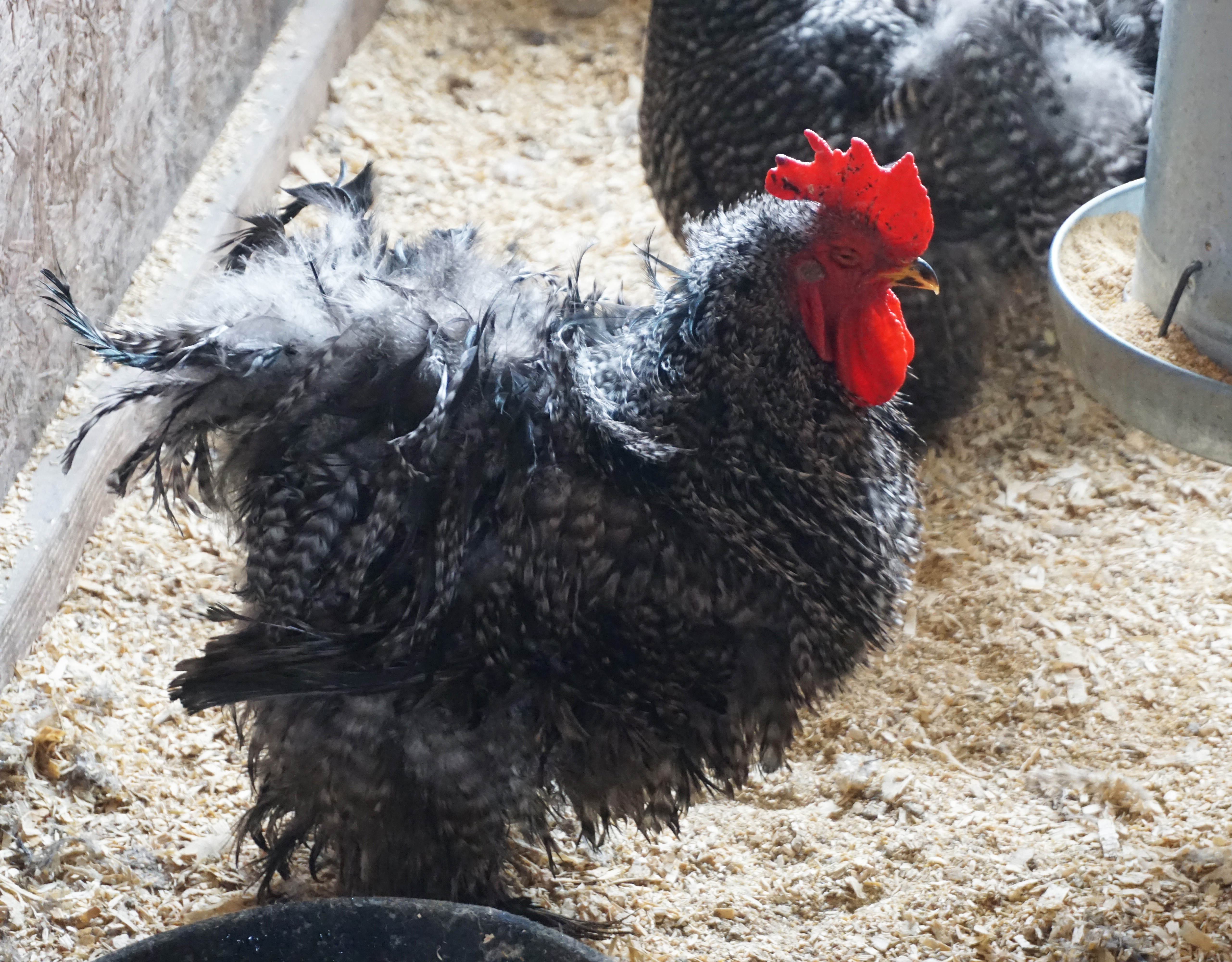 Flock of chickens mysteriously freeze up spooking owner