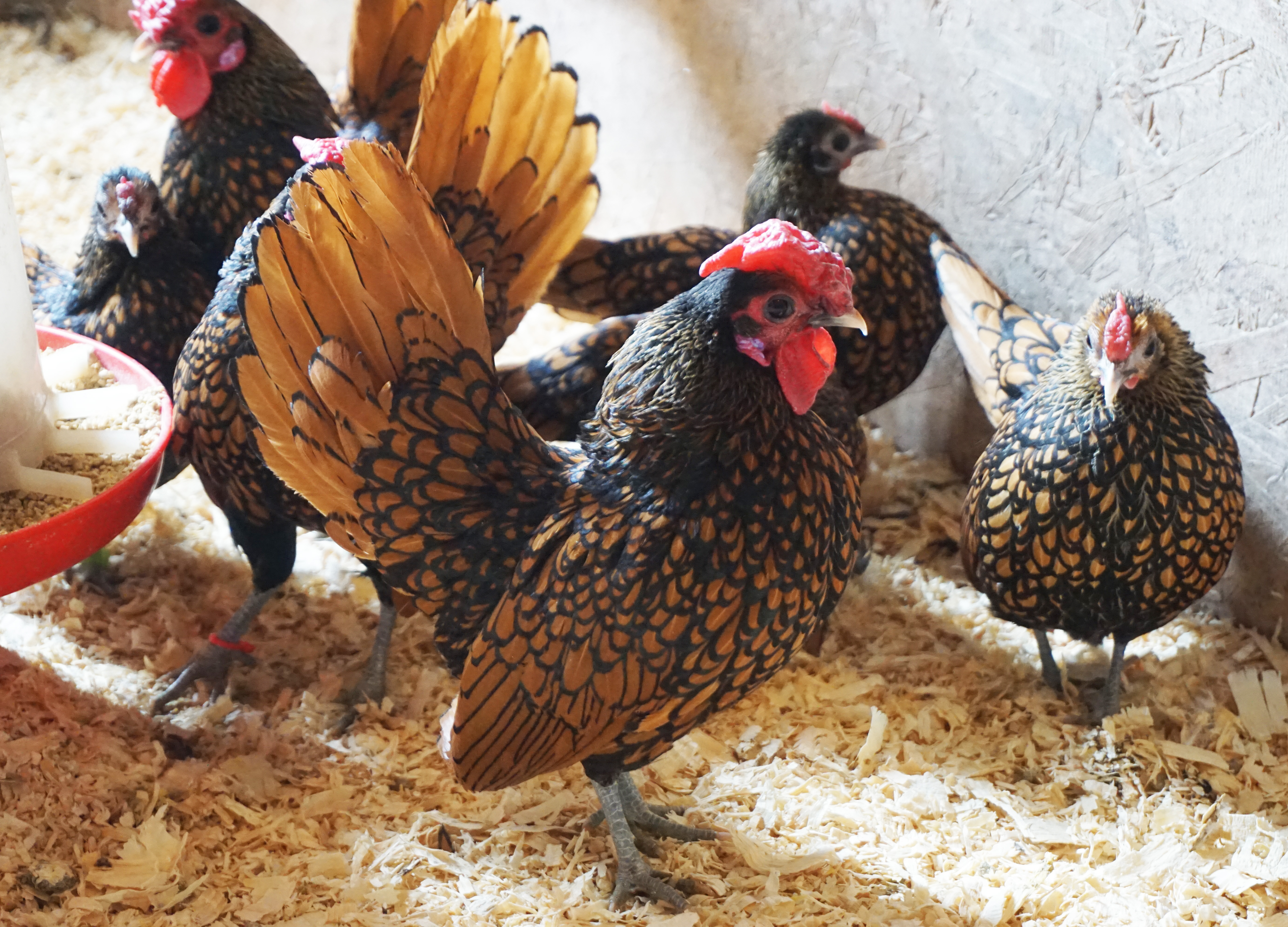 A Golden Seabright rooster and hens, one of Brother Paul's favorite varieties.